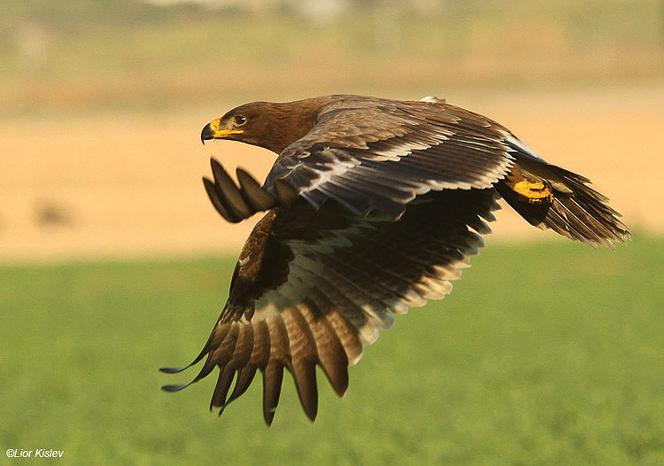   Steppe Eagle Aquila nipalensis,Beit Shean valley ,October 2010.Lior Kislev                       